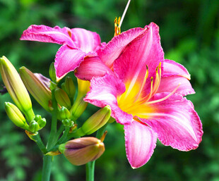 花萱草