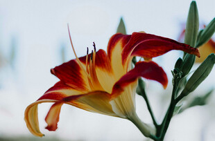 花萱草