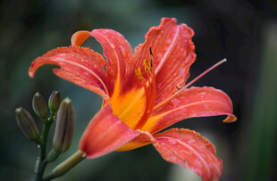 花萱草