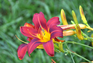 花萱草