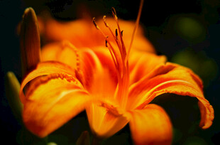 花萱草