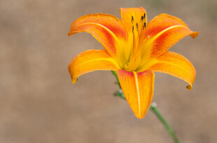 花萱草