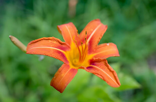 花萱草