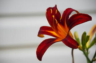 花萱草