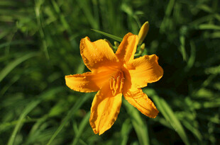 花萱草