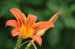 花萱草