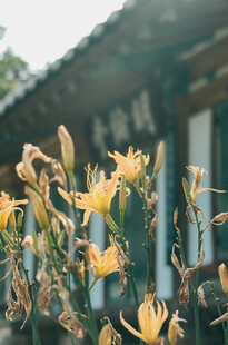花萱草