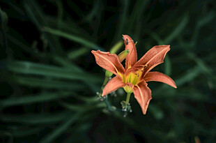 花萱草