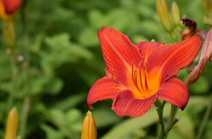 花萱草
