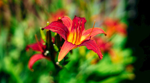 花萱草