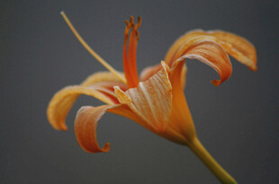 花萱草