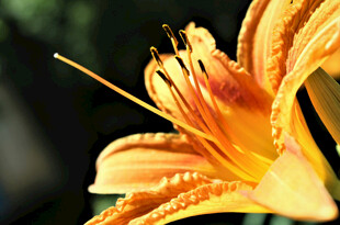 花萱草