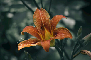 花萱草