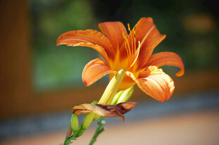 花萱草