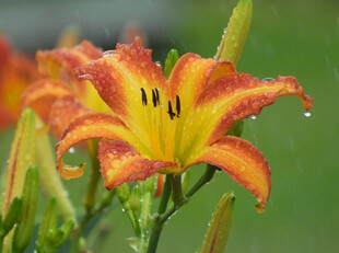 花萱草