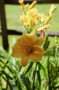 花萱草