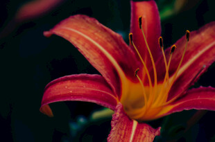 花萱草