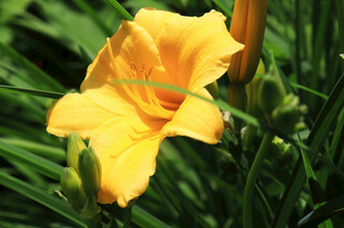 花萱草