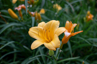 花萱草