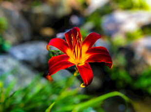花萱草