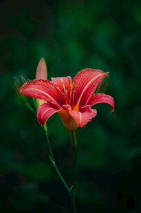 花萱草