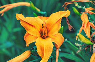 花萱草