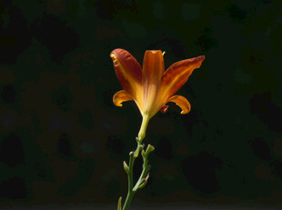 花萱草