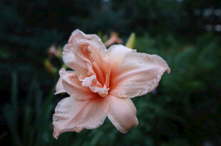 花萱草