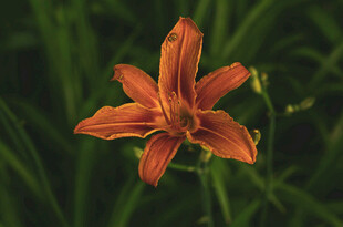 花萱草