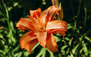 花萱草