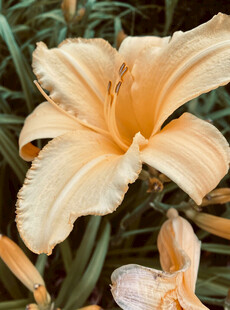 花萱草
