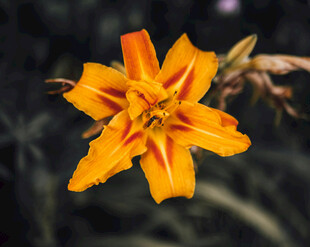 花萱草