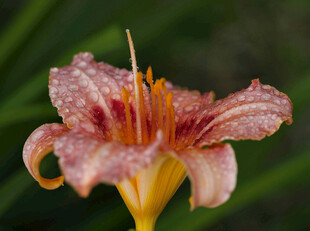 花萱草