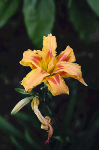 花萱草
