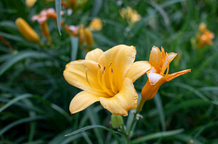 花萱草