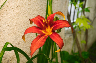 花萱草