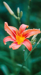 花萱草