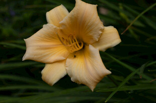 花萱草