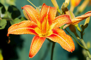花萱草