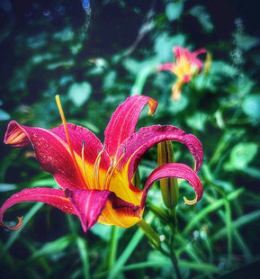 花萱草