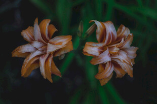 花萱草