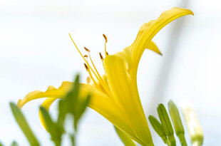 花萱草