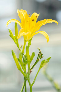 花萱草