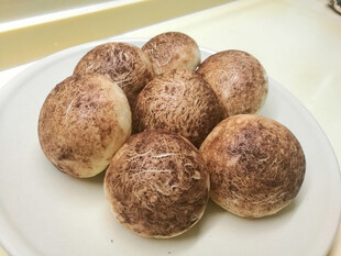 香菇包