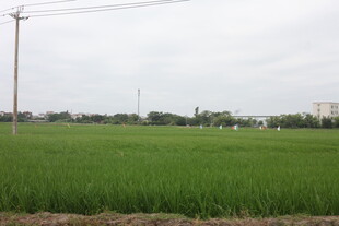 广袤稻田 田园风光初现