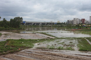 雨后乡村水田景象