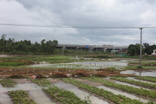 雨后水田风光