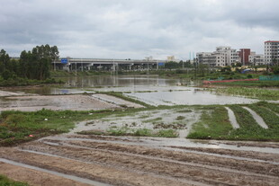 雨后泥泞农田景象