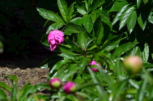 芍药花 