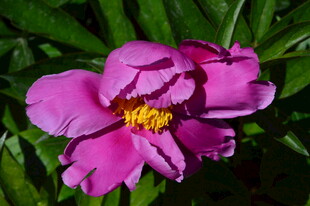 芍药花  